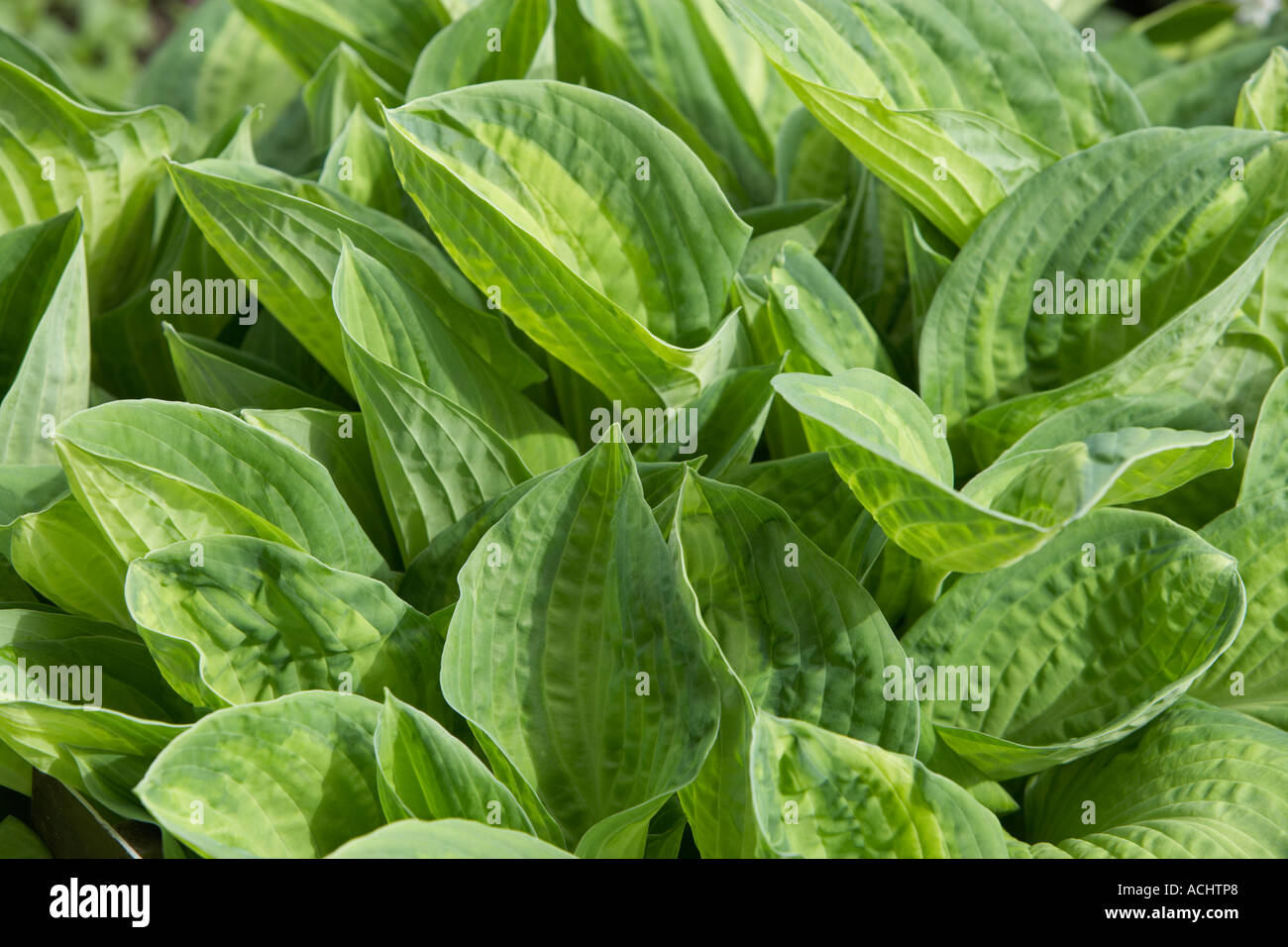 Giardino Holehird Hosta Julie Morris Foto Stock