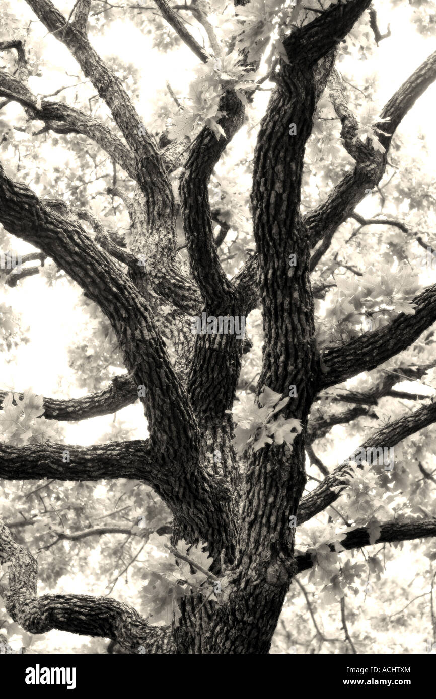 Bianco nero vista del vecchio post Oak tree Foto Stock