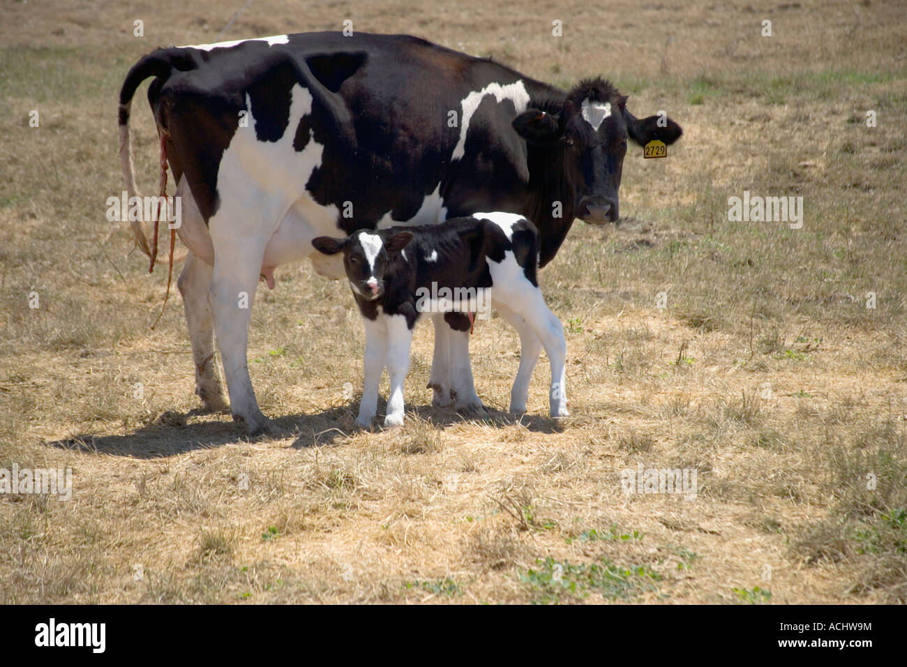 Vacca Holstein con vitello neonato, placenta, Foto Stock