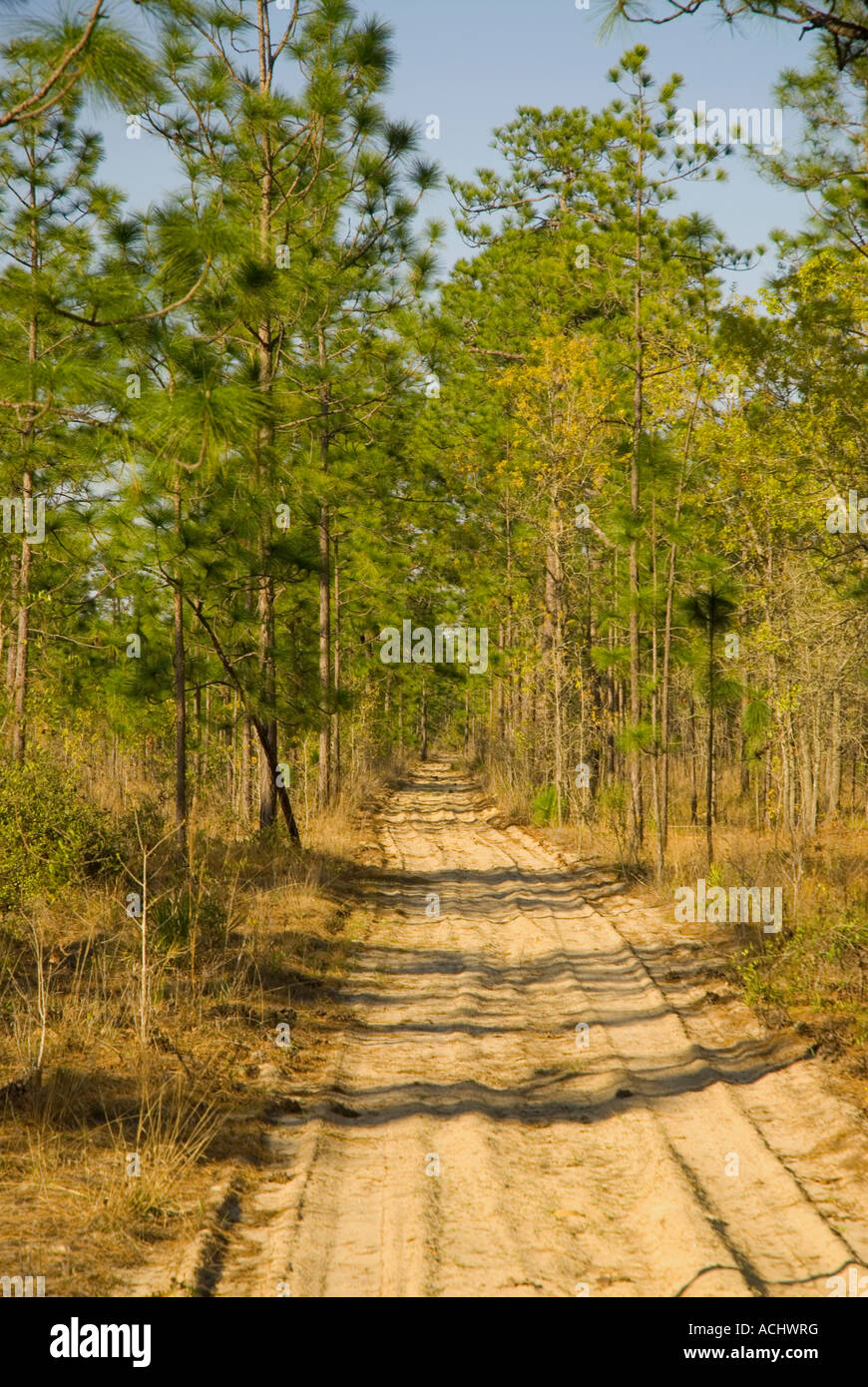 Sabbia strada forestale Gold Head Branch parco dello stato della Florida strada di sabbia attraverso foreest Foto Stock