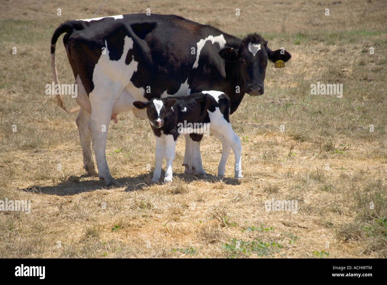 Vacca Holstein con vitello neonato, Foto Stock