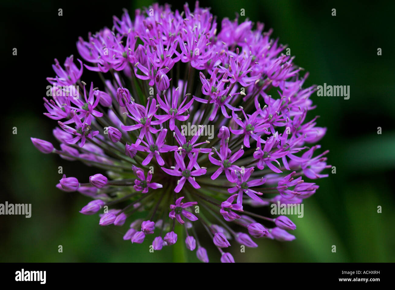 Allium sp un imporpori fiore probabilmente allume gigante Foto Stock