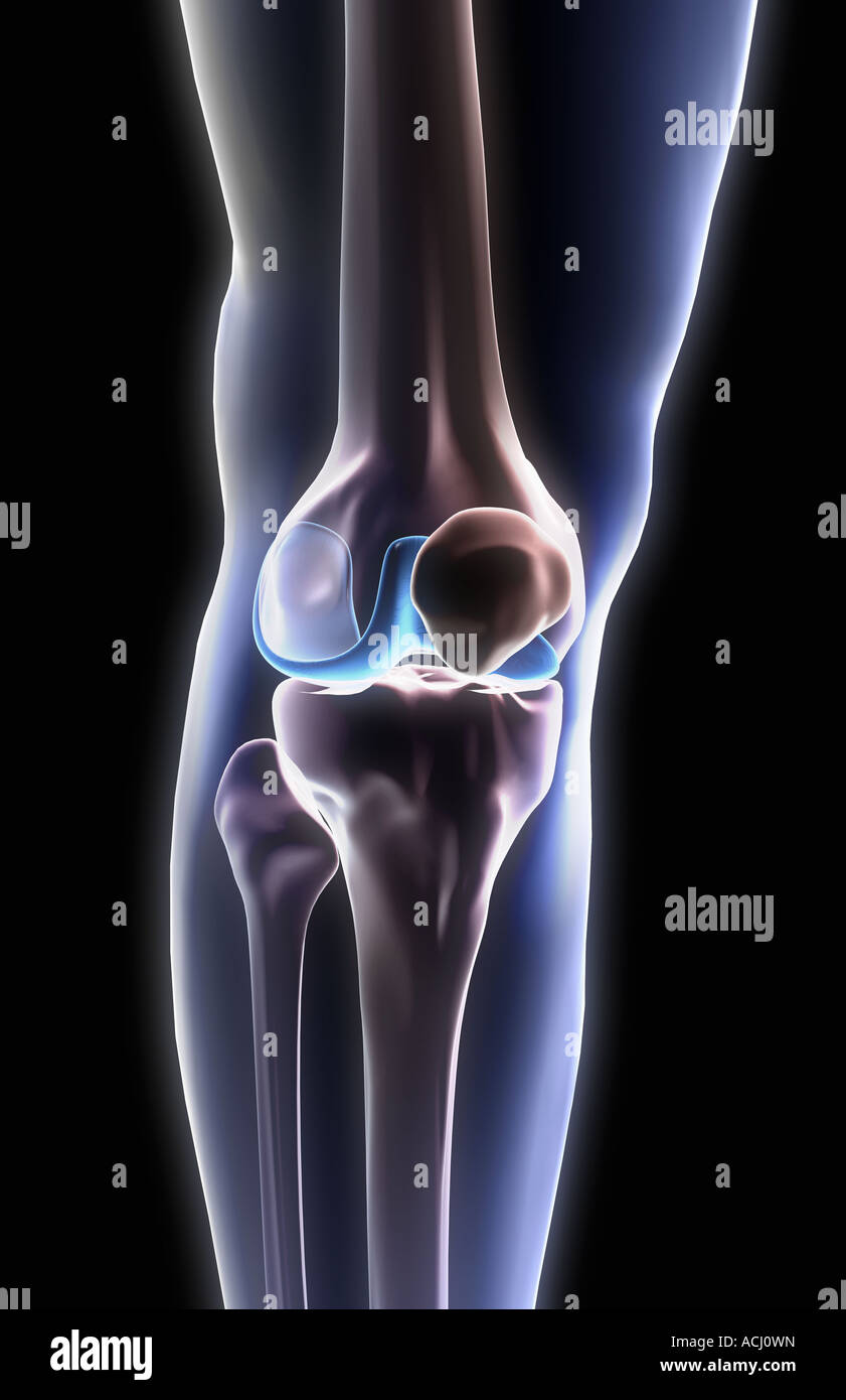 Le ossa del ginocchio Foto Stock