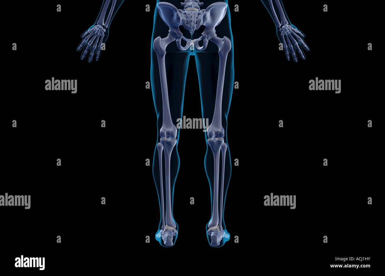 Le ossa del corpo inferiore Foto Stock