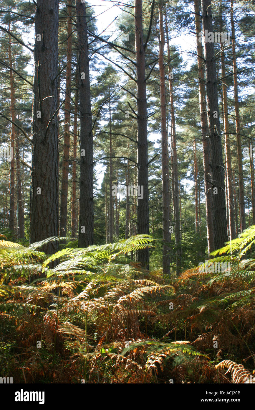 Inghilterra Worcestershire Wyre Forest un tipico esempio di bosco all'interno di questa commissione forestale area Foto Stock