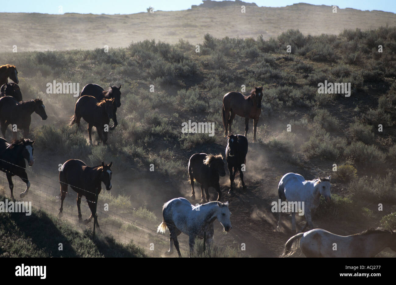 Cavalli selvaggi nel Montana USA Foto Stock