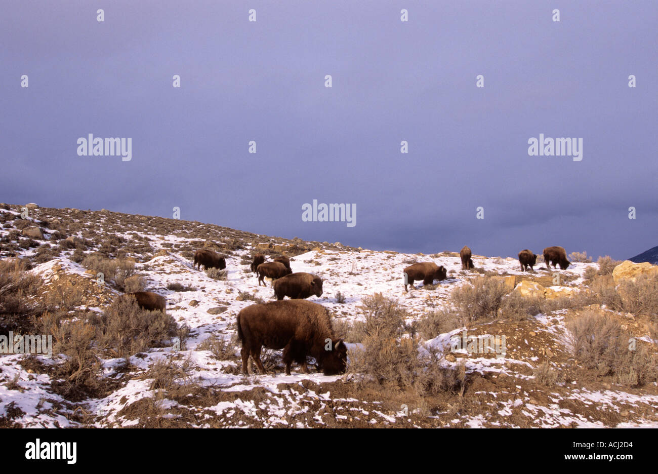 Bison pascolano in inverno da Gardiner fiume Yellowstone National Park Foto Stock