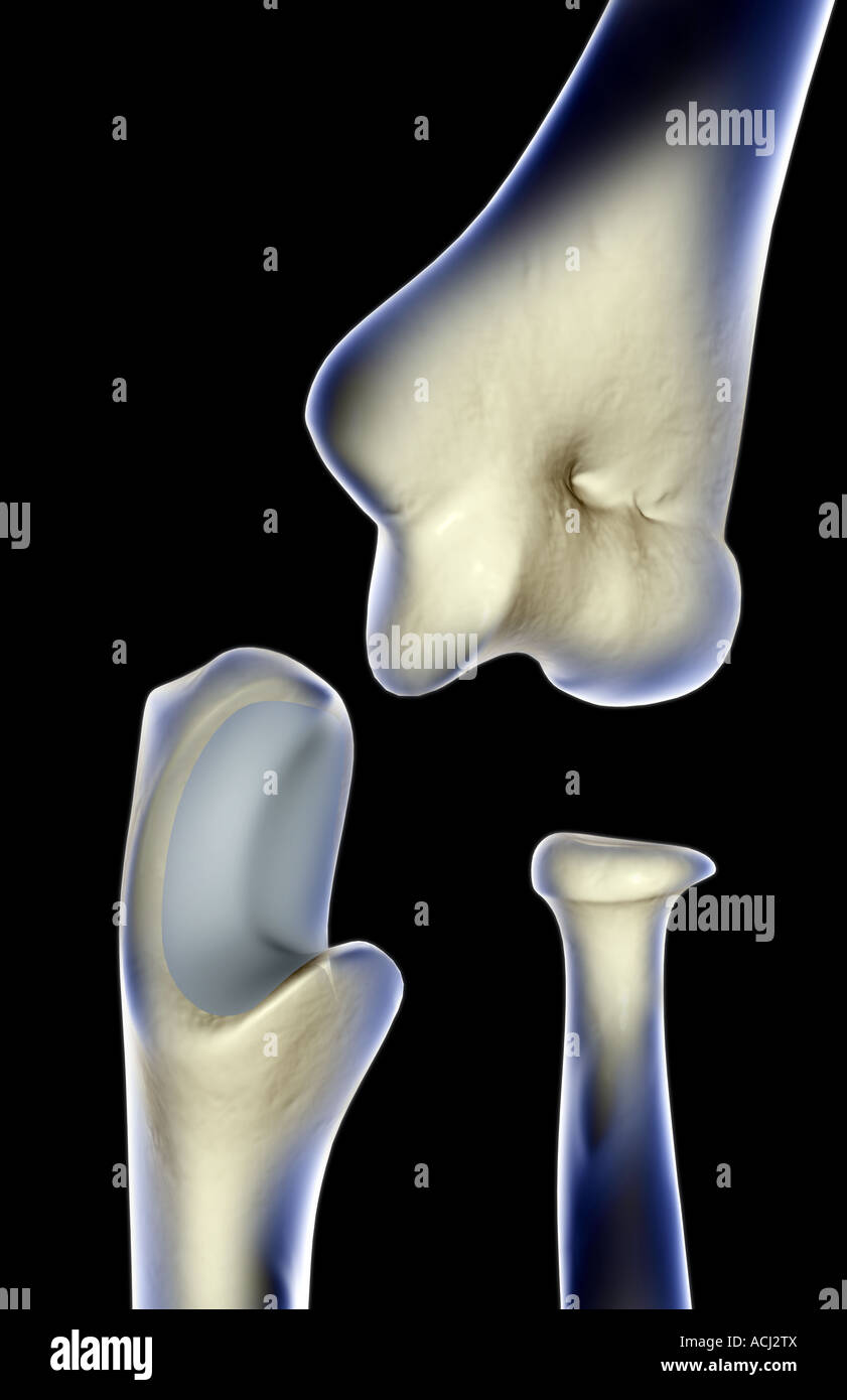Le ossa del gomito Foto Stock