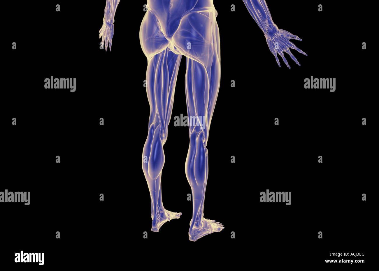 I muscoli del corpo inferiore Foto Stock