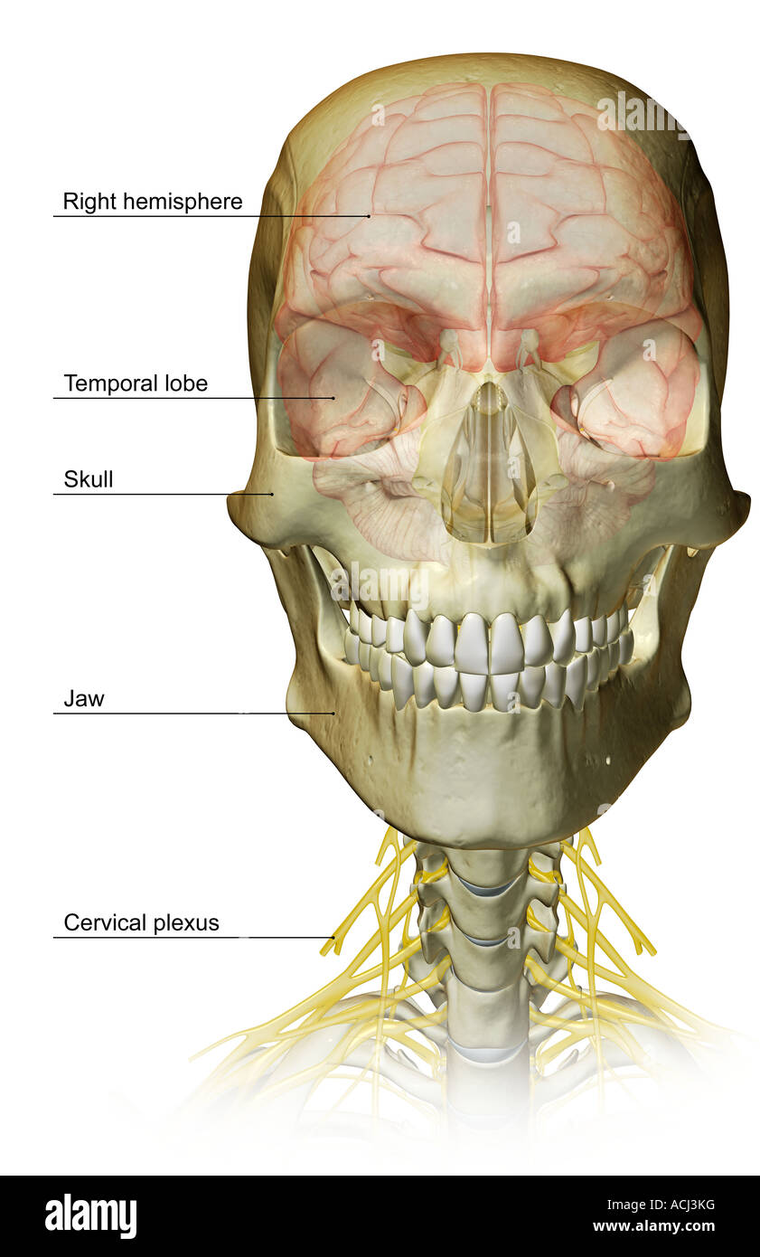 Il cervello e i nervi cervicali Foto Stock