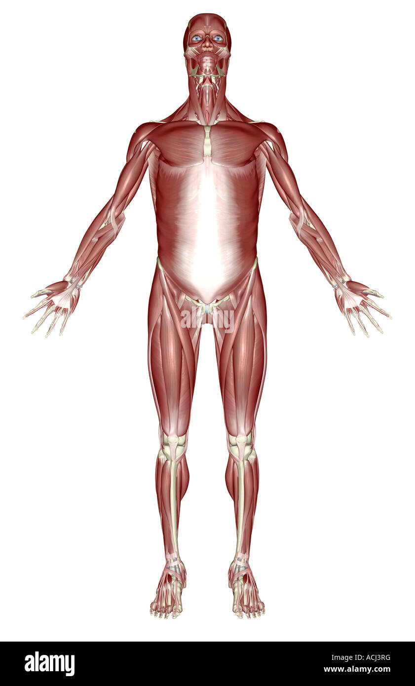 Il sistema muscolare Foto Stock
