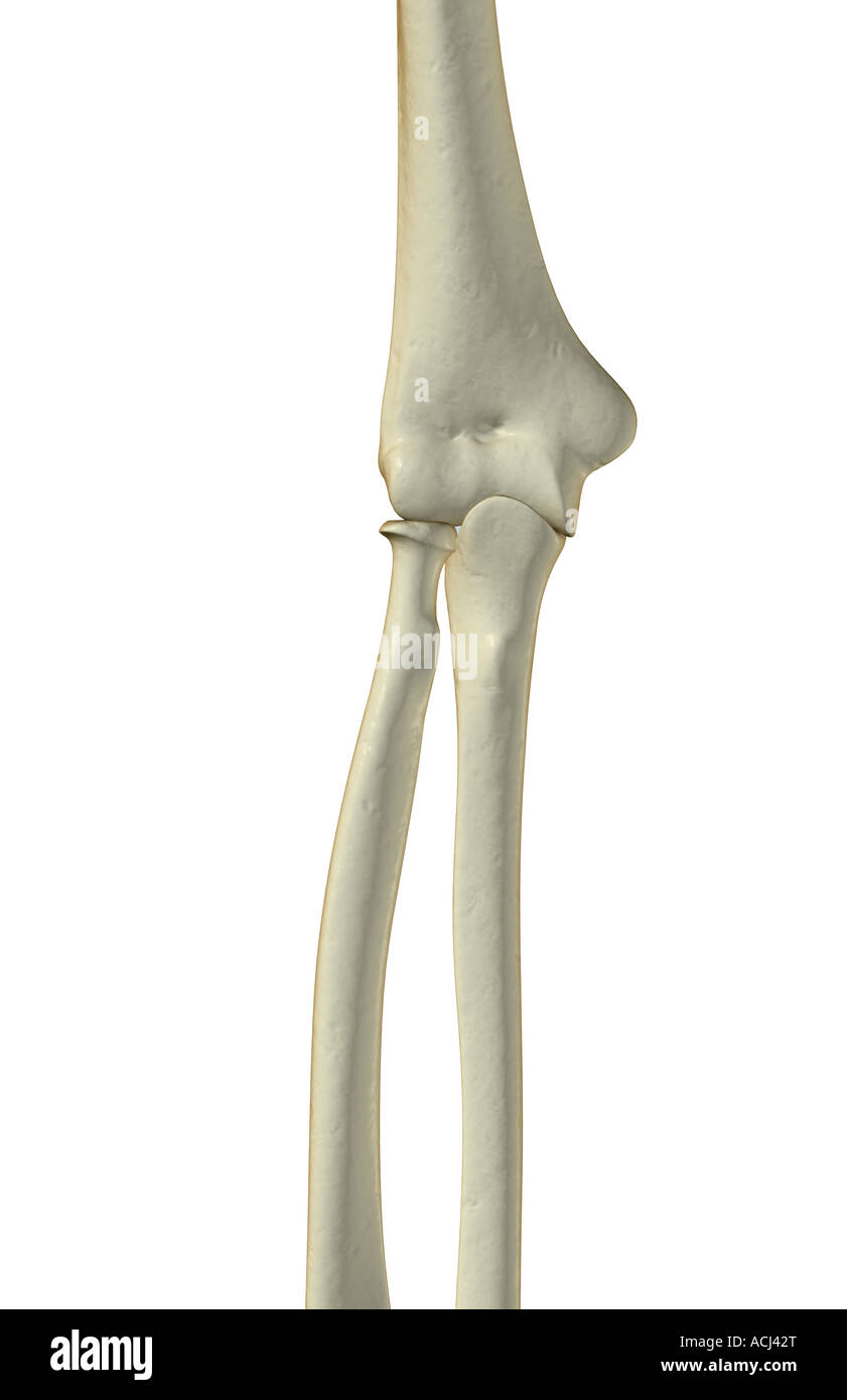 Le ossa del gomito Foto Stock