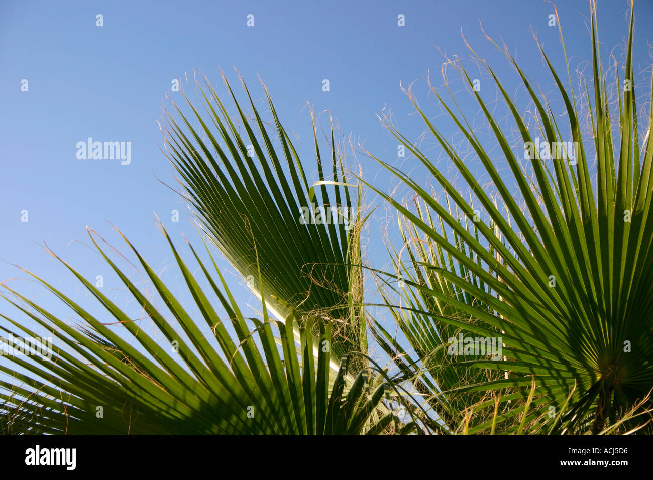 A forma di ventola Palm tree lascia contro un cielo blu. Foto Stock