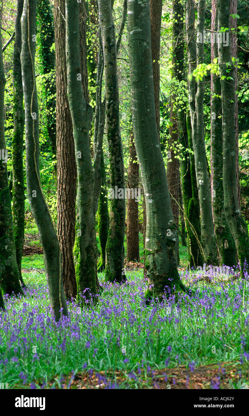 La molla bluebells tappeto una faggeta nel Parco Nazionale di Killarney. Contea di Kerry, Irlanda. Foto Stock