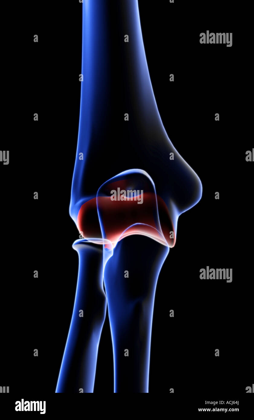Le ossa del gomito Foto Stock