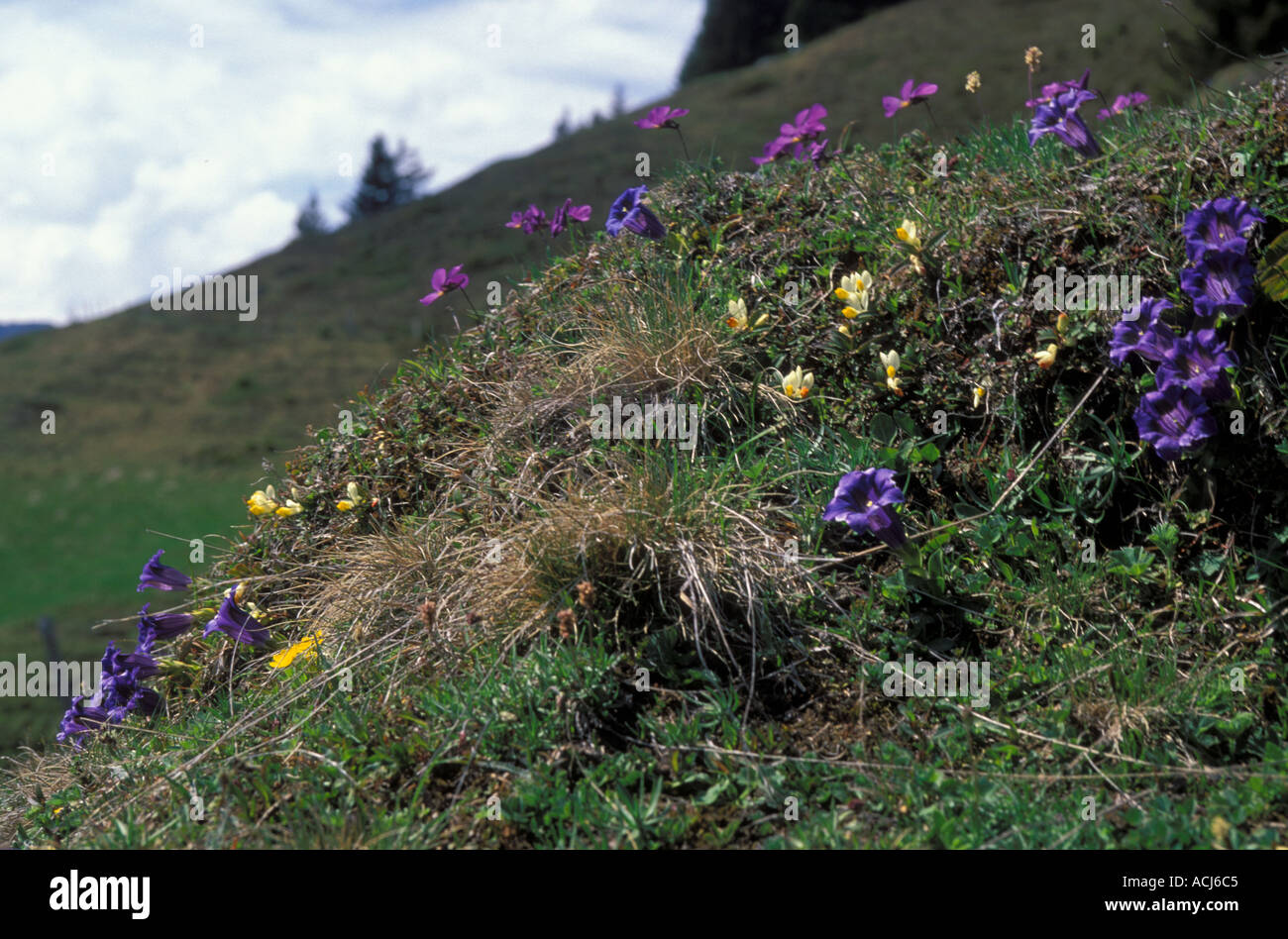 Fiori selvatici alpini Enzian Gentiana clusii fiore blu su Abendberghorn Kienvalley Alpi Bernesi svizzera Foto Stock