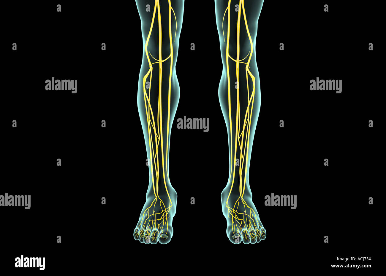 I nervi della gamba Foto Stock