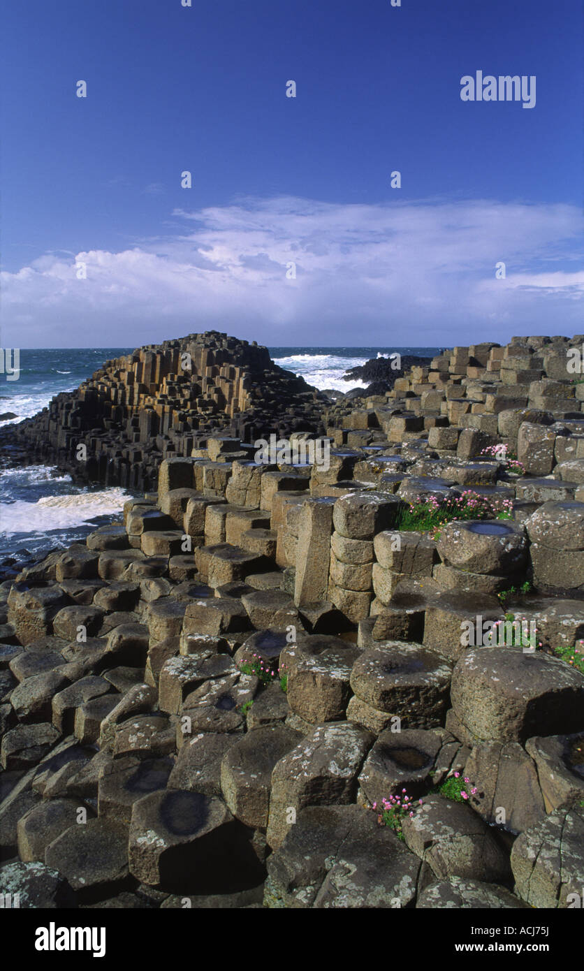 La parsimonia crescente tra le colonne esagonali della Giant's Causeway, Co Antrim, Irlanda del Nord. Foto Stock