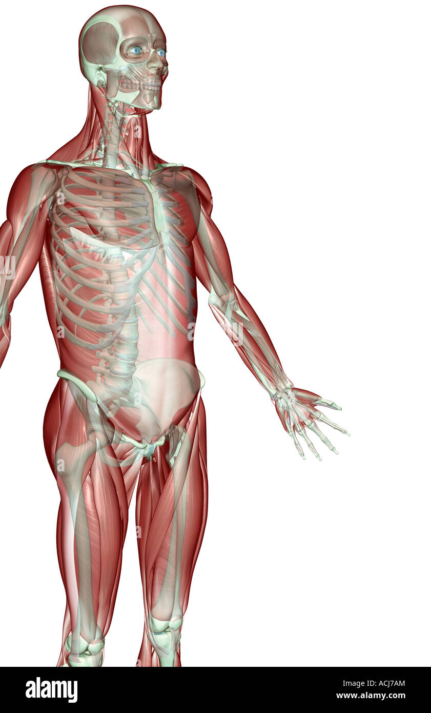 Il musculoskeleton dell'arto superiore Foto Stock