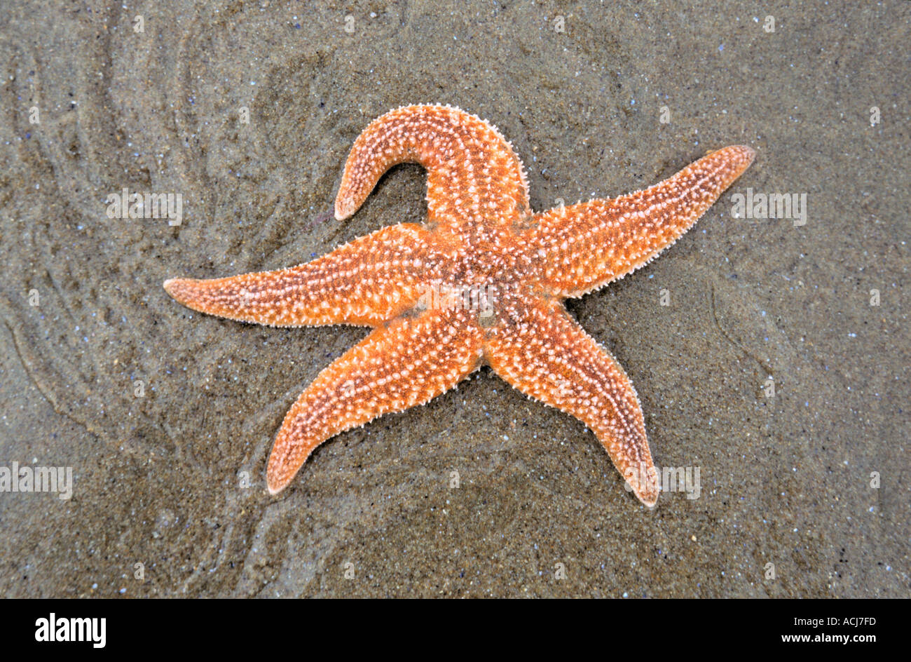 STARFISH COMUNE, Asterias rubens, lavato fino a una spiaggia Foto Stock