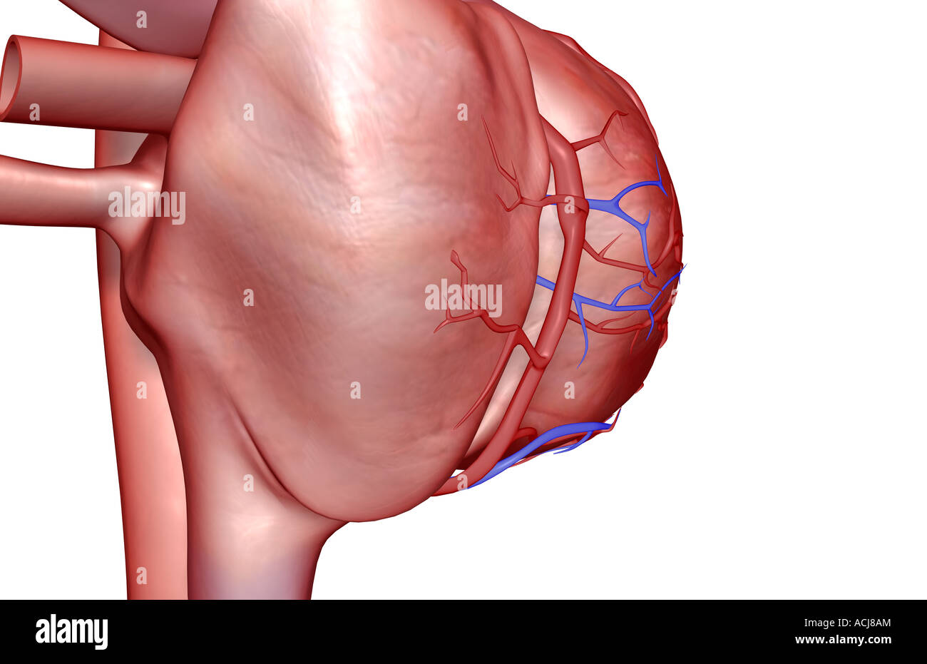 I vasi coronarici del cuore Foto Stock