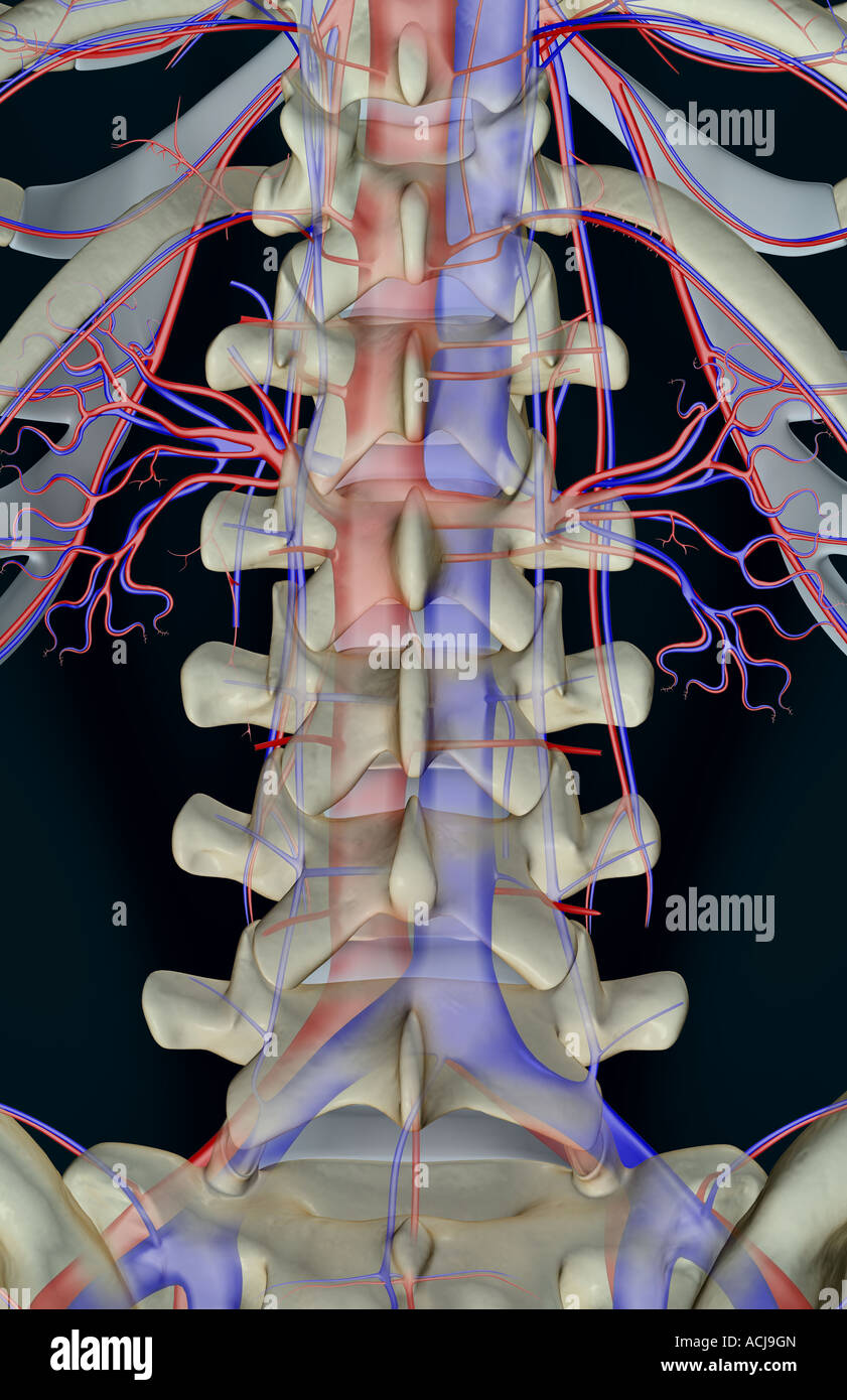 L'alimentazione di sangue delle vertebre lombari Foto Stock