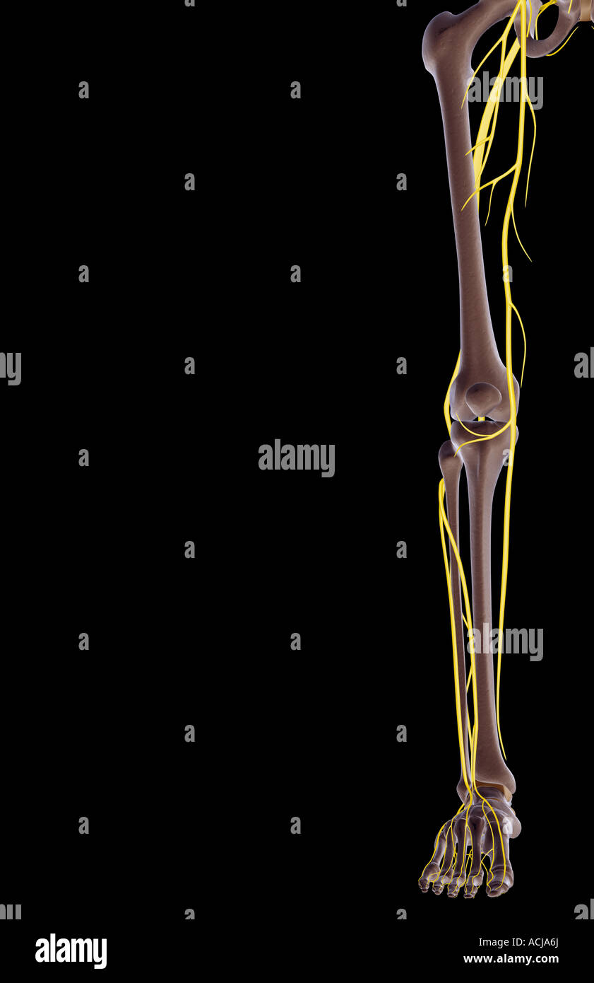 I nervi dell'arto inferiore Foto Stock