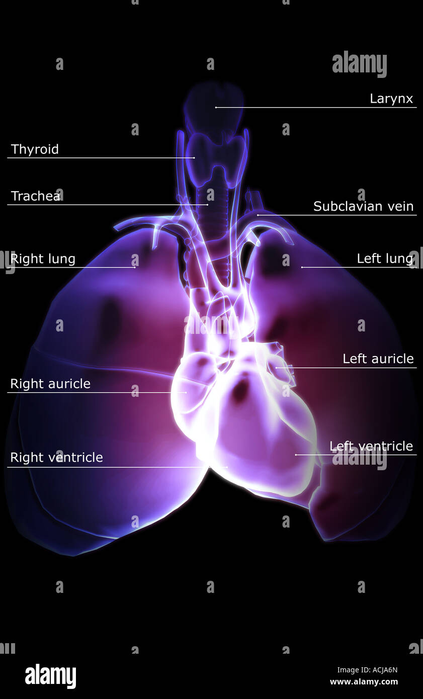Il cuore e il sistema respiratorio Foto Stock