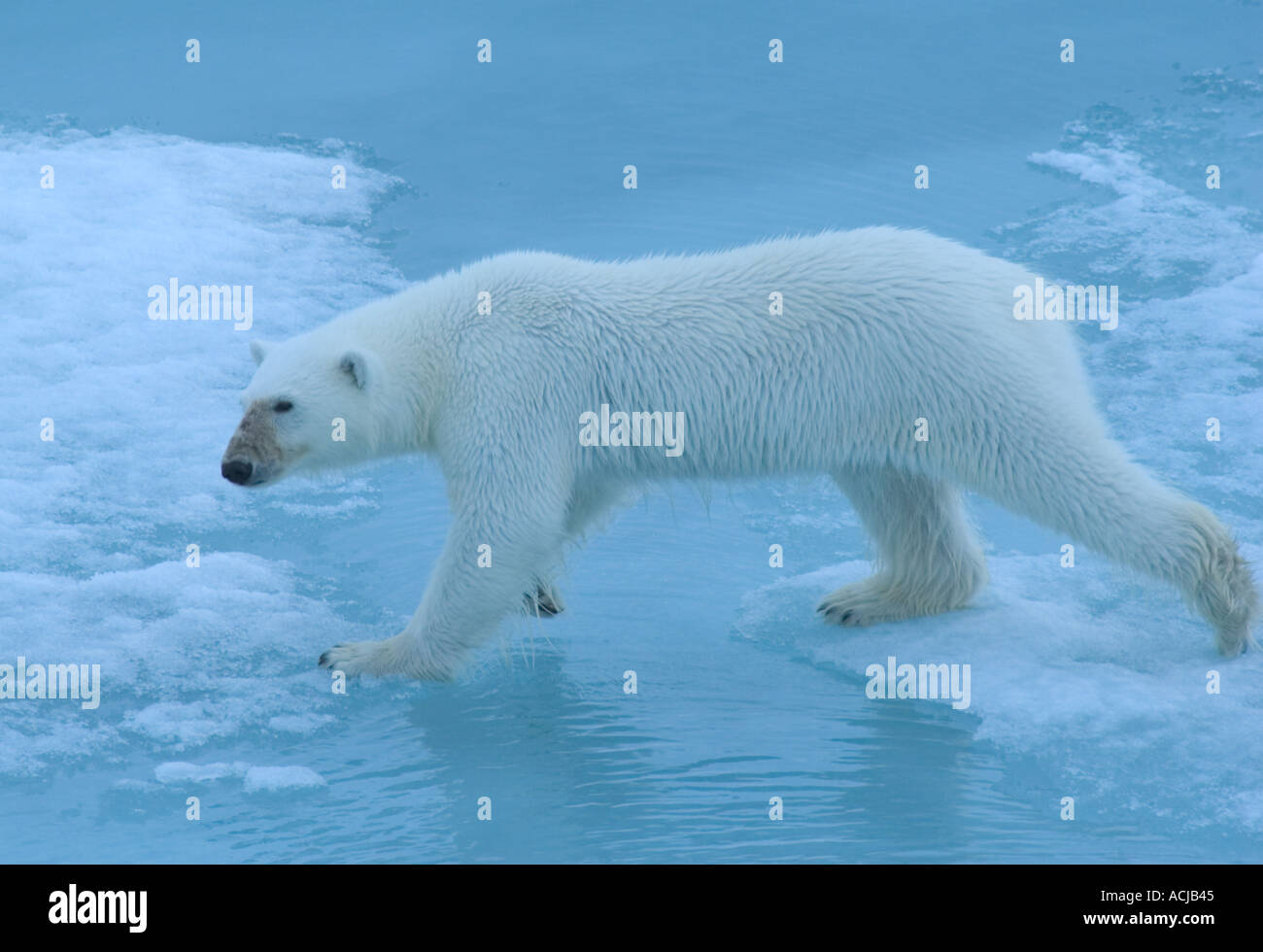 Giovane maschio bear camminando sul mare di ghiaccio in estate giovane maschio orso giovane maschio orso polare camminando sul mare di ghiaccio in estate la Russia Foto Stock