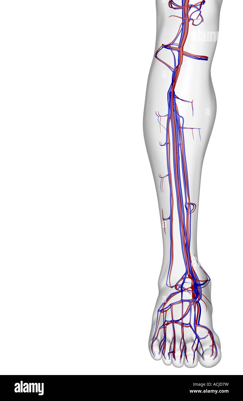 L'alimentazione di sangue della gamba Foto Stock