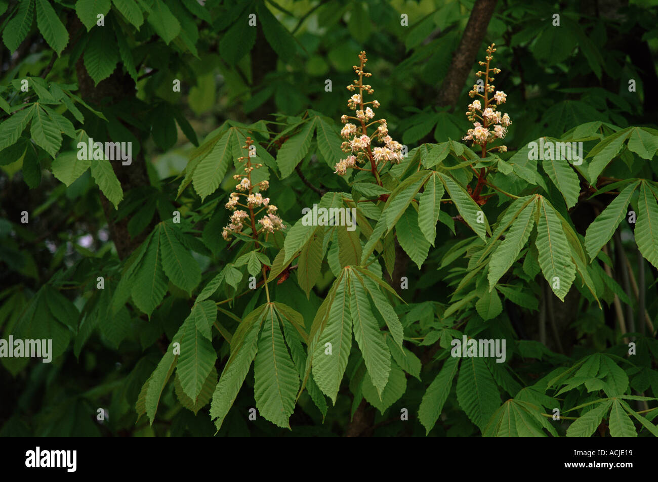 Ippocastano Aesculus hippocastanum in fiore Spagna Alicante Foto Stock