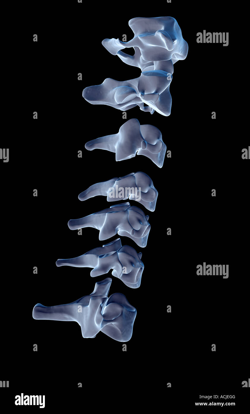 Le vertebre cervicali Foto Stock