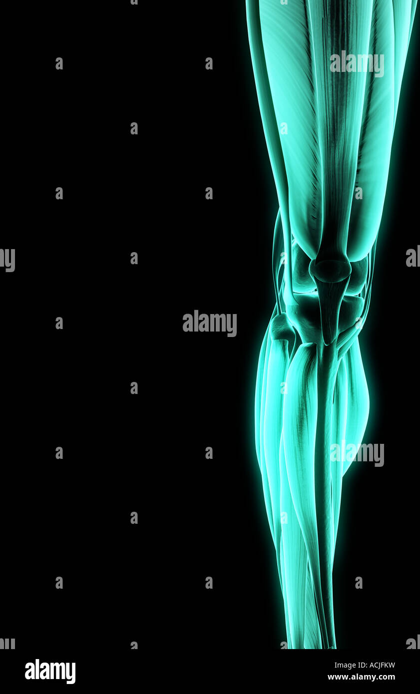I muscoli del ginocchio Foto Stock
