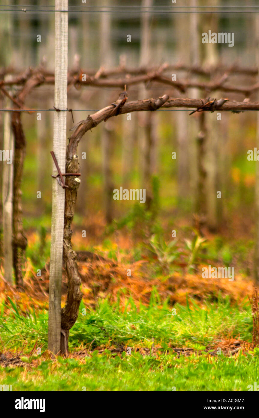 Il vigneto con Tannat piantato nel 2002 con il clone 717 addestrati in Cordon Royat Bodega Bouza Cantina, Canelones, Montevideo, Uruguay Sud America Foto Stock