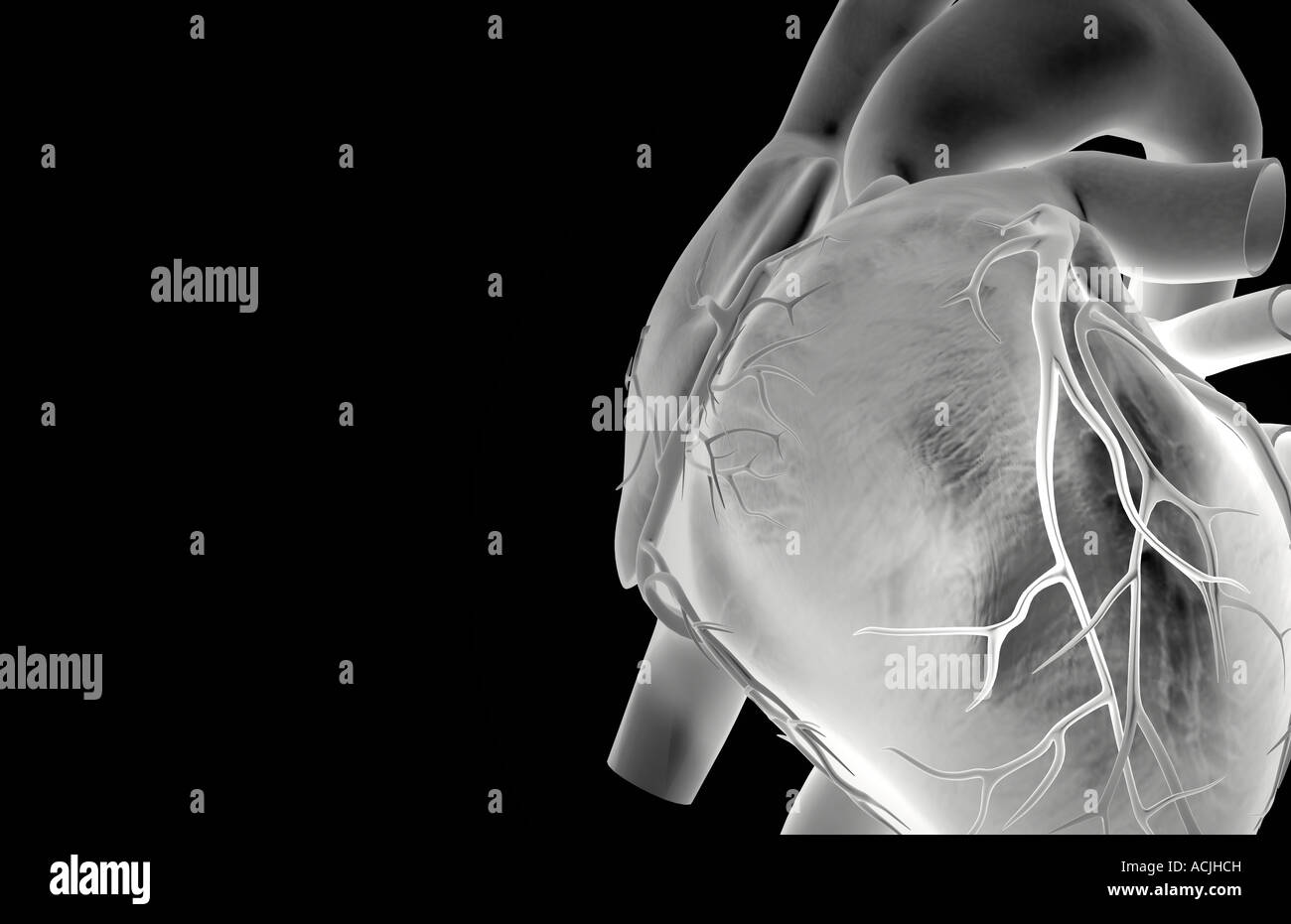 I vasi coronarici del cuore Foto Stock