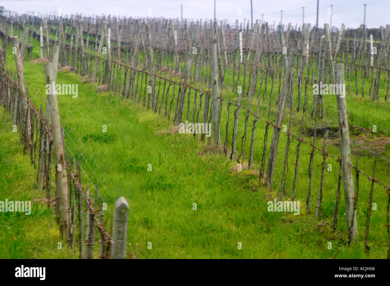 Il vigneto con giovani vigneti piantati e addestrati in Cordon Royat. Bodega Castillo Viejo Cantina, Las Piedras, Canelones, Uruguay Sud America Foto Stock