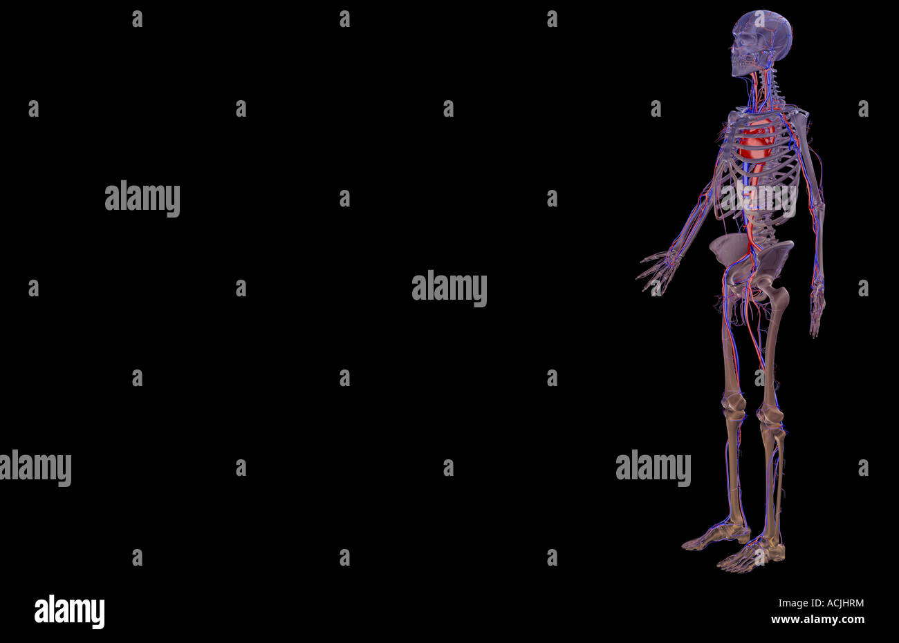 Il sistema vascolare Foto Stock