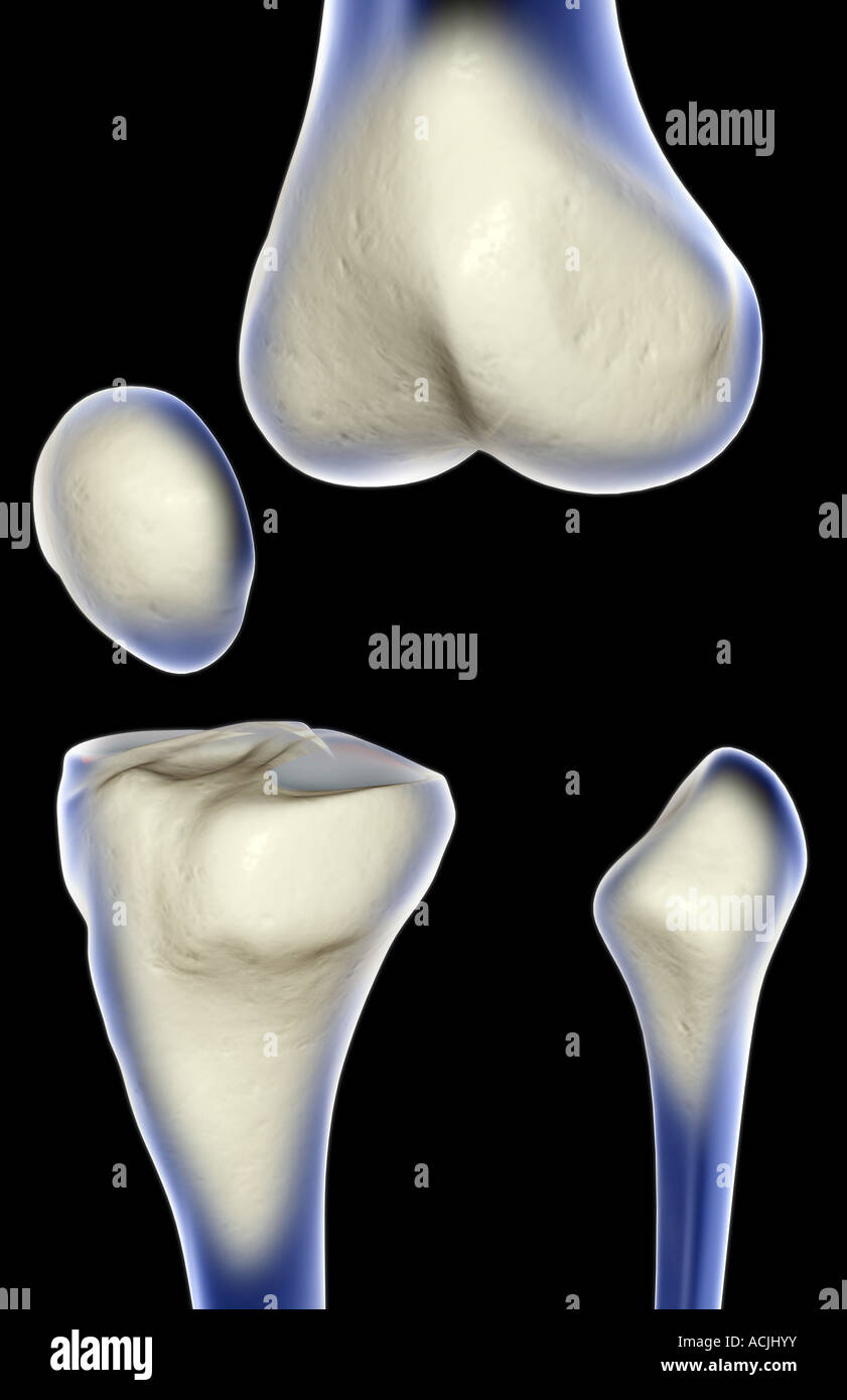 Le ossa del ginocchio Foto Stock
