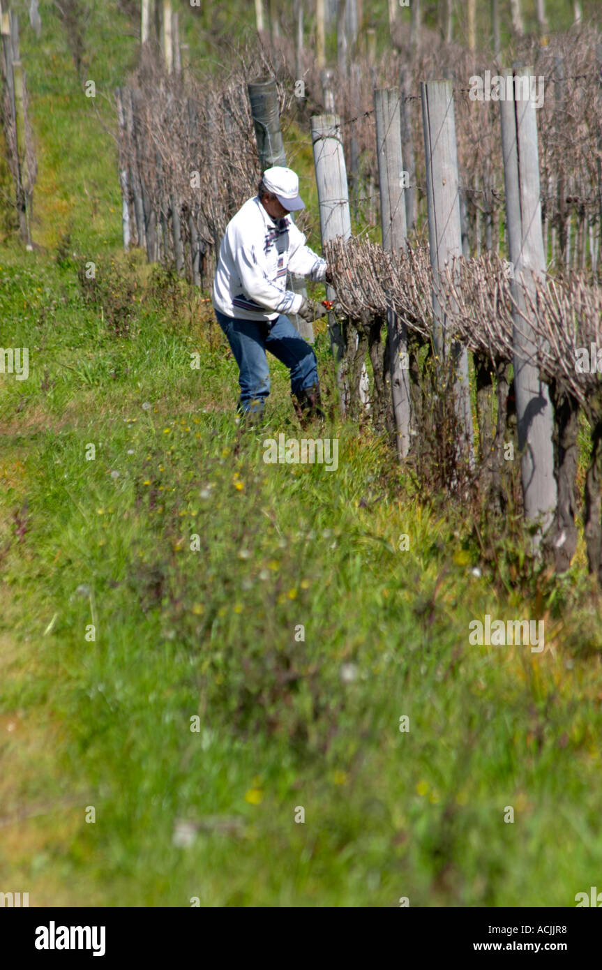 Un operaio della vigna la potatura invernale del vigneto. I vitigni in prossimità della telecamera sono state tagliate Bodega Pisano Cantina Progreso, Uruguay Sud America Foto Stock