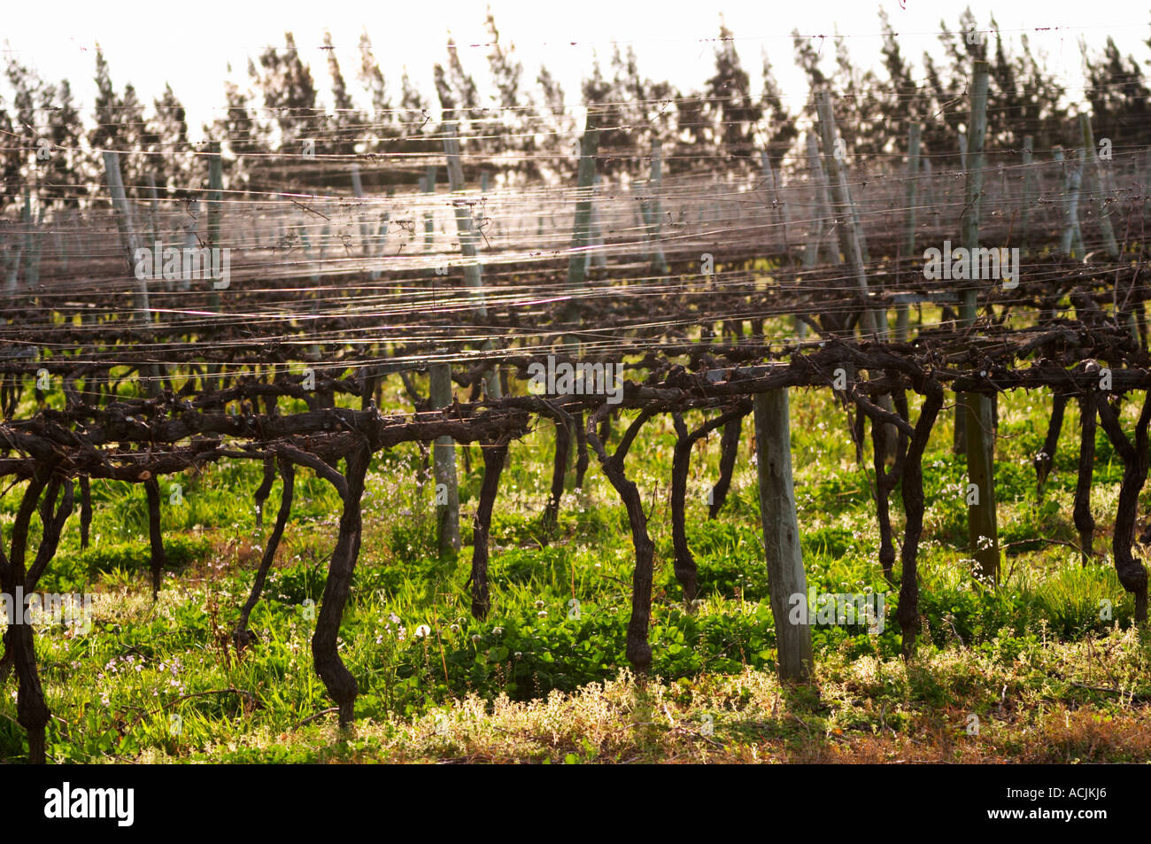 Vigne addestrati in Cordon Royat retro illuminato con luccicanti fili metallici per legare i rami a. Vinedos y Bodega Filgueira Cantina Cuchilla Verde, Canelones, Montevideo, Uruguay Sud America Foto Stock