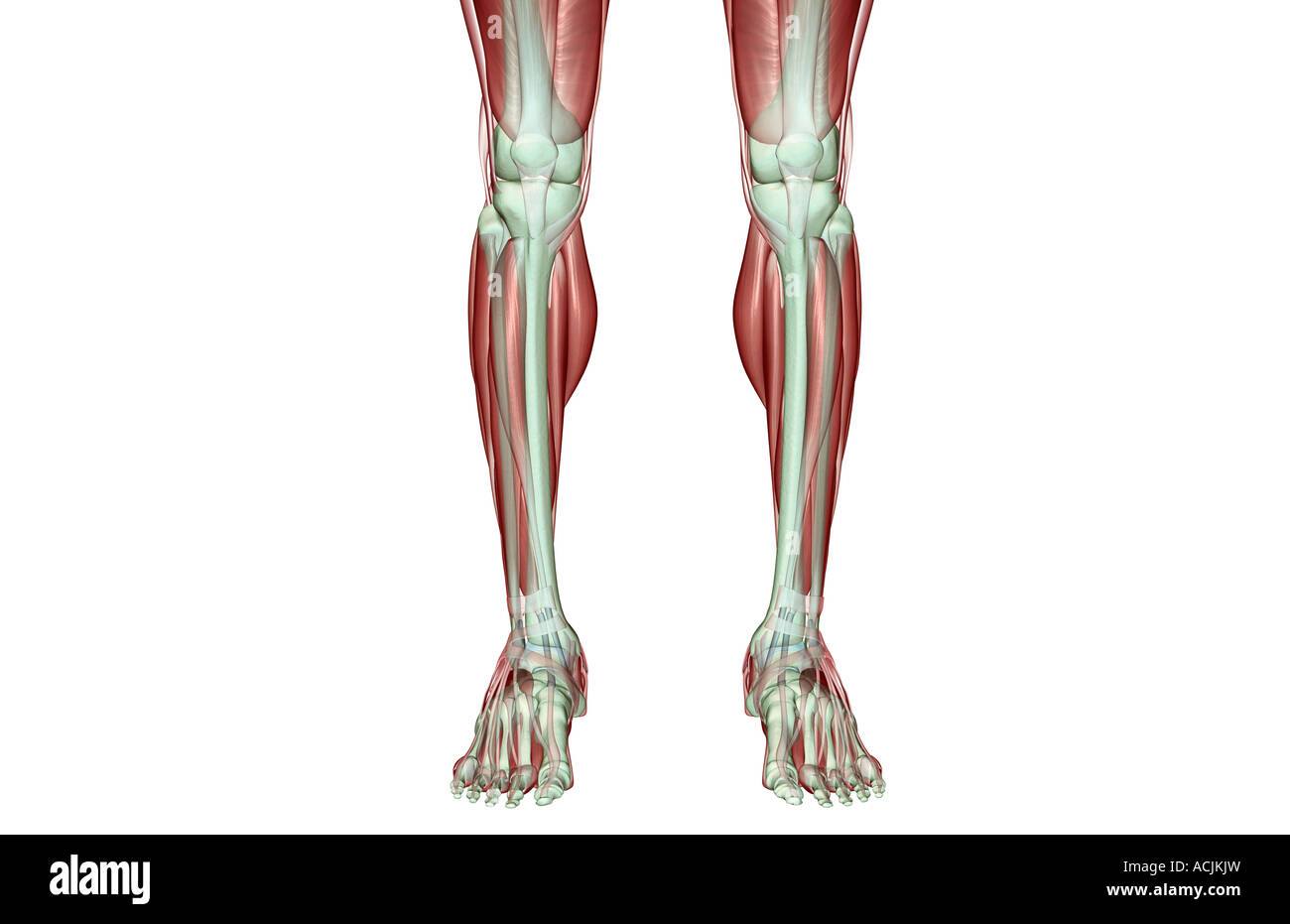 Il musculoskeleton delle gambe Foto Stock