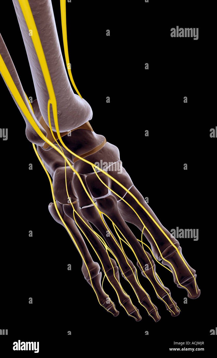 I nervi del piede Foto Stock