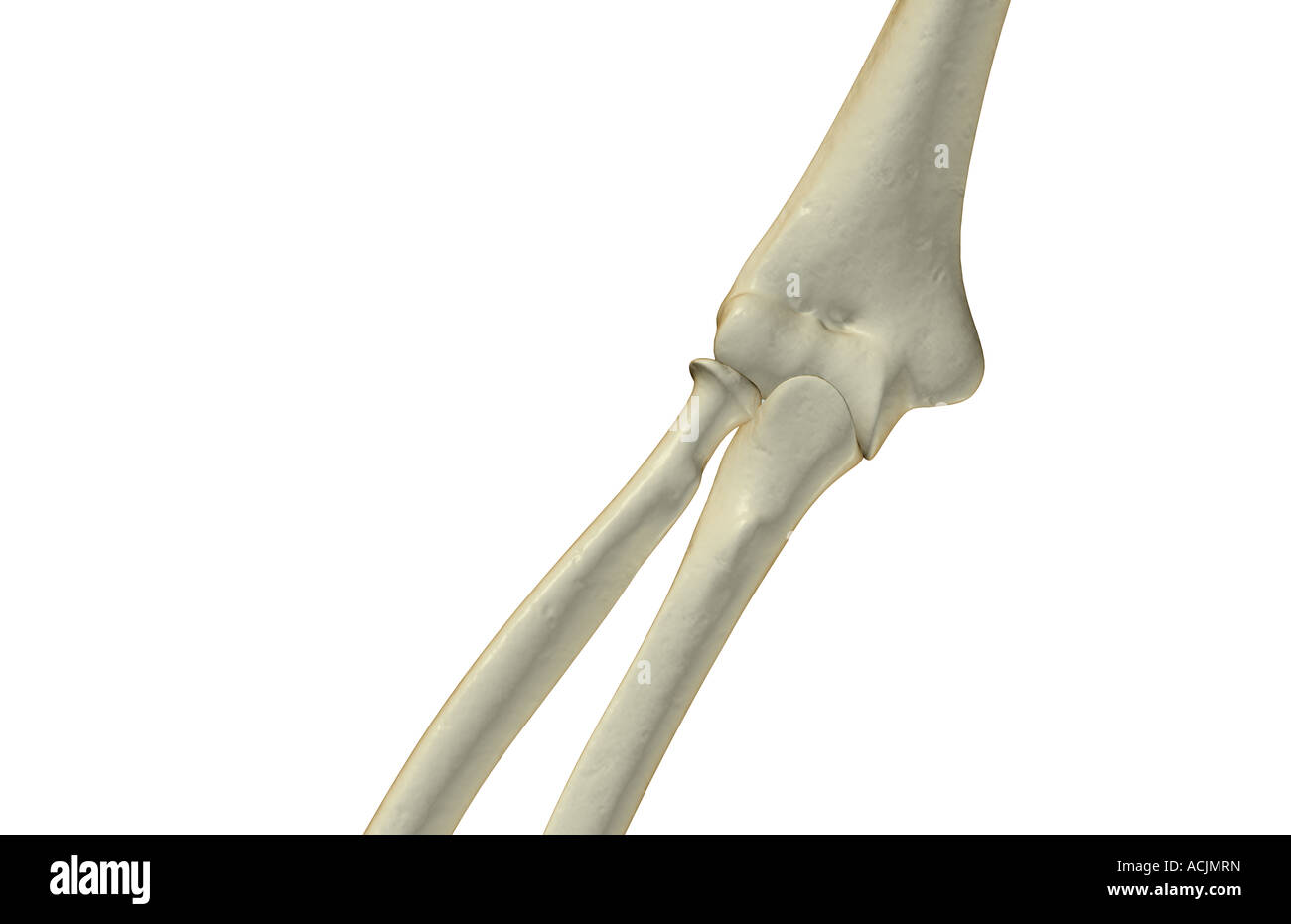 Le ossa del gomito Foto Stock