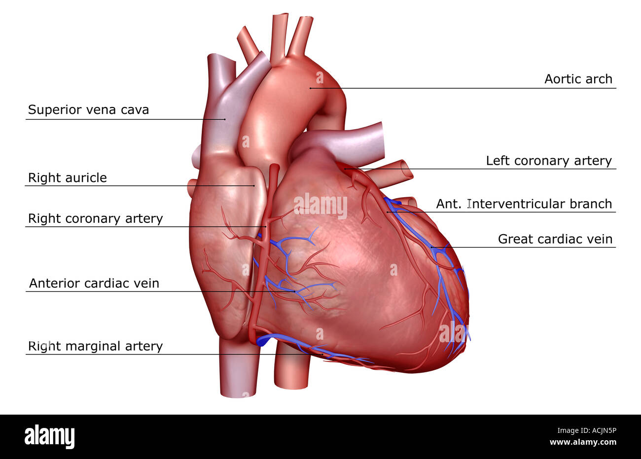 I vasi coronarici del cuore Foto Stock