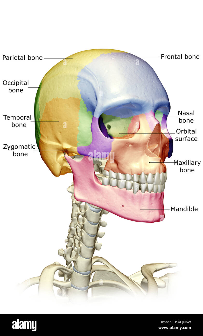 Le ossa della testa e del collo face Foto Stock