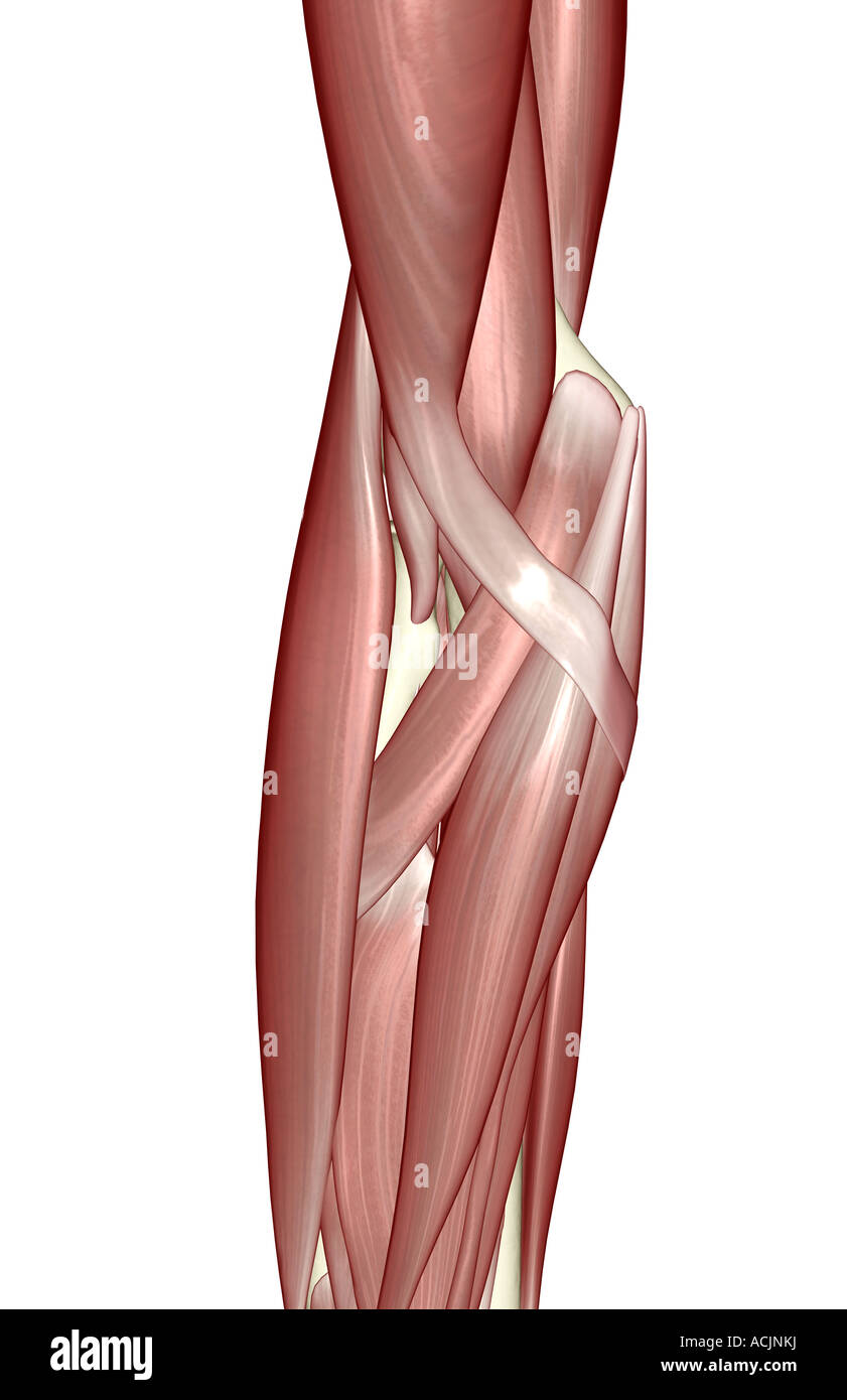 I muscoli del gomito Foto Stock