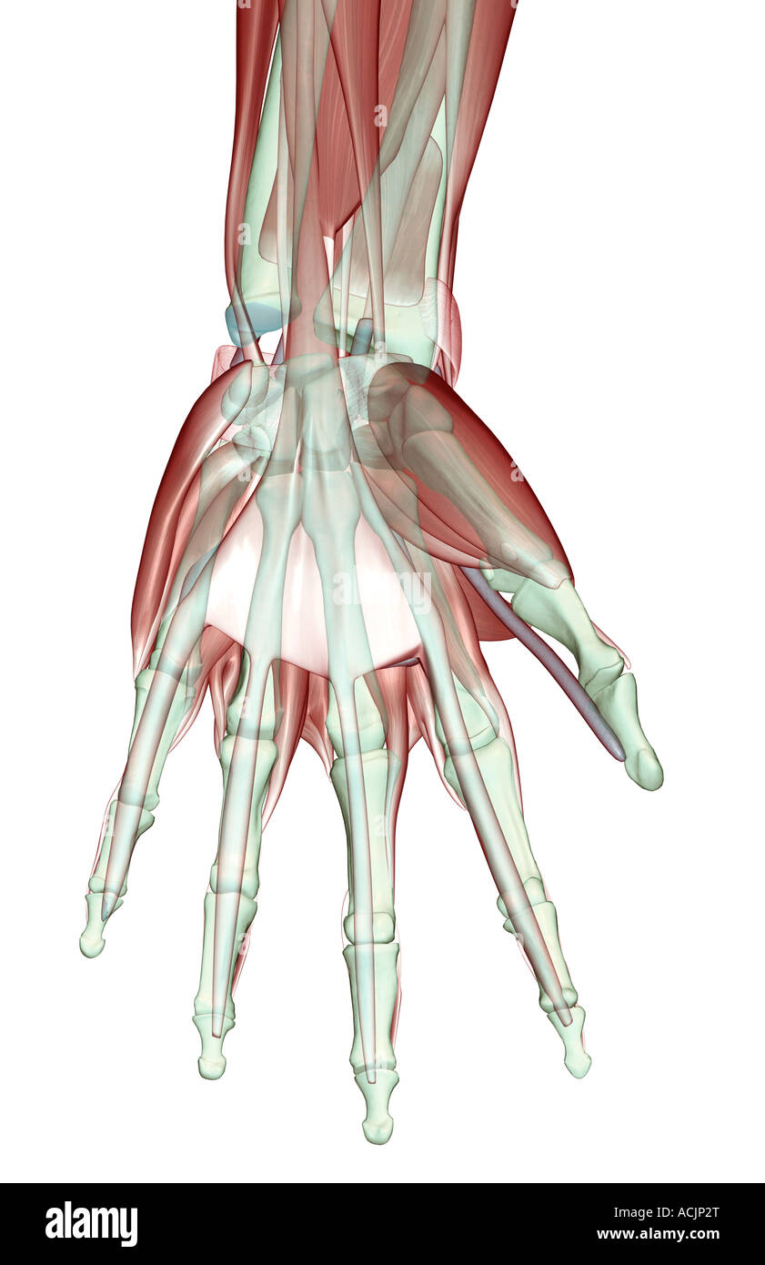 Il musculoskeleton della mano Foto Stock