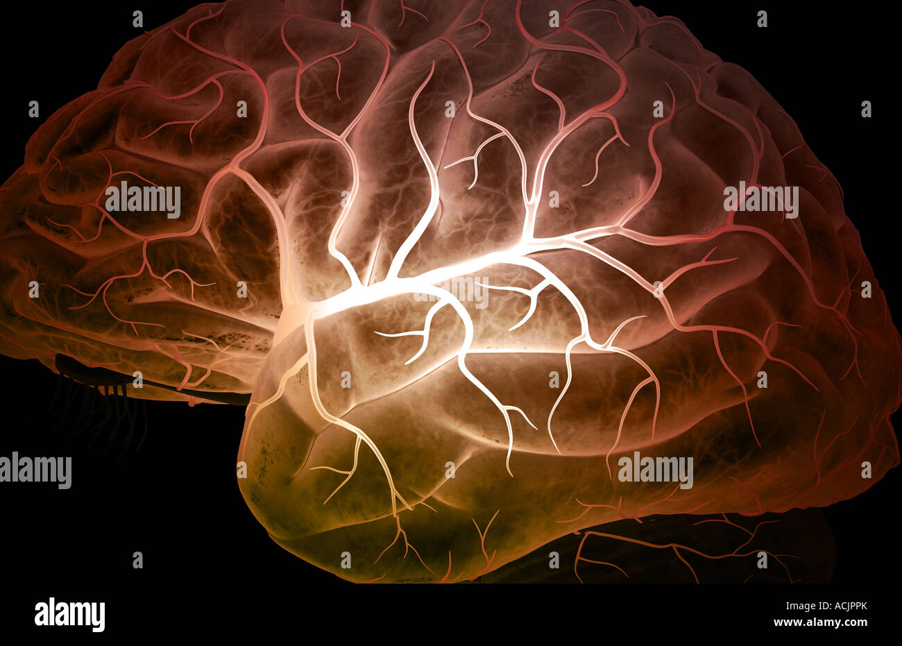 Arteria cerebrale media Foto Stock