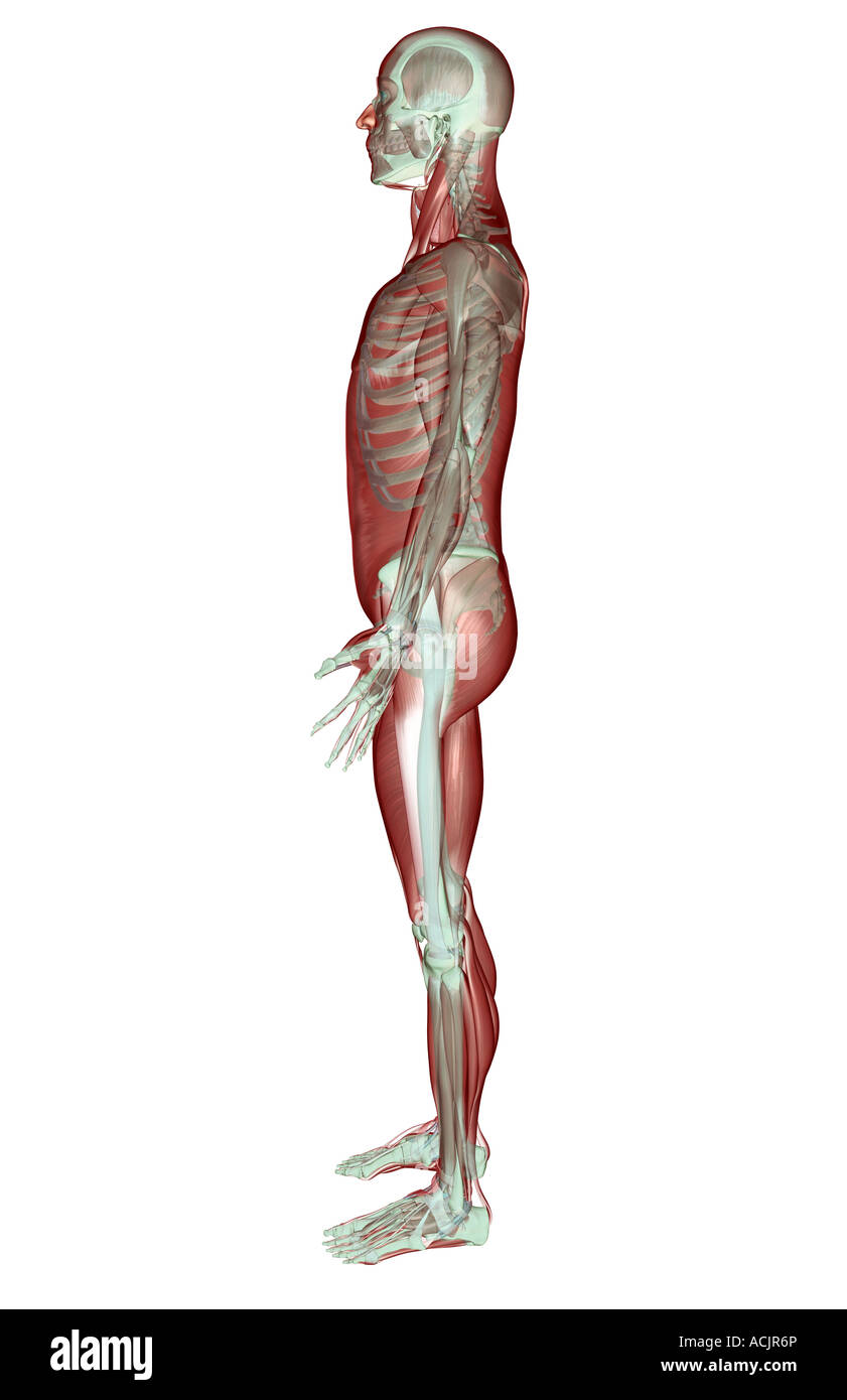 Il sistema muscoloscheletrico Foto Stock