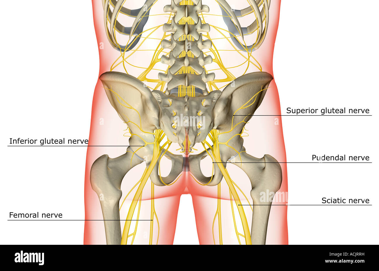 I nervi del corpo inferiore Foto Stock